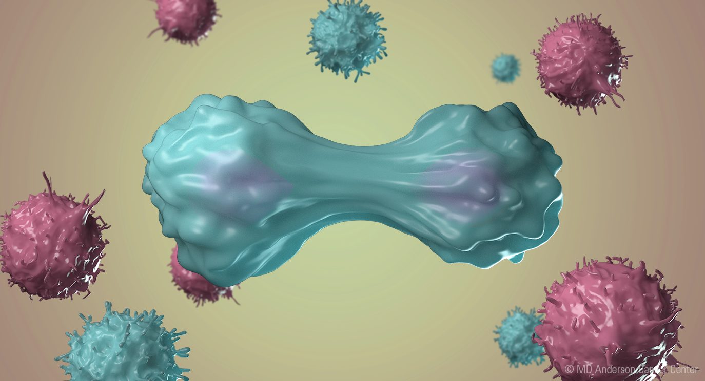 Blue T cell works to divide and proliferate. The T cell has split into two separate cells still bridged by cellular material. Other blue T cells and red blood cells float in the background.