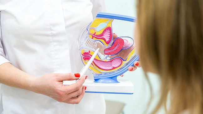 Woman in white coat holds a colorful model of the pelvis and point to it with a white stylus