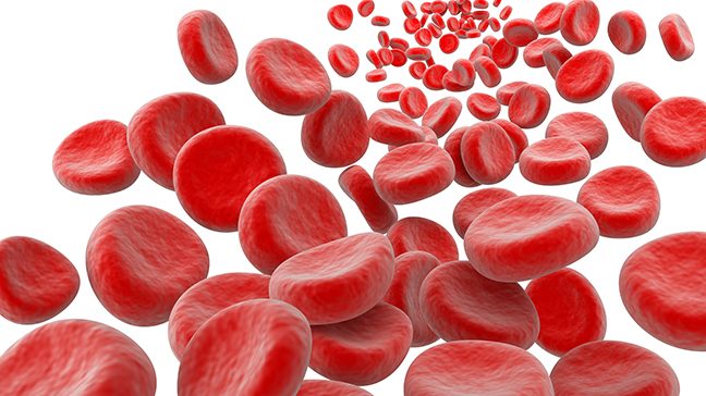 Red blood cells floating on a white background