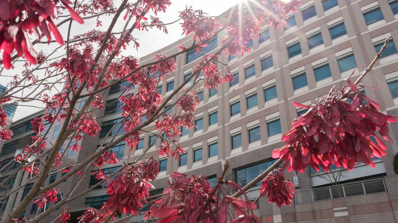 Image of MD Anderson Cancer Center building with sun shining