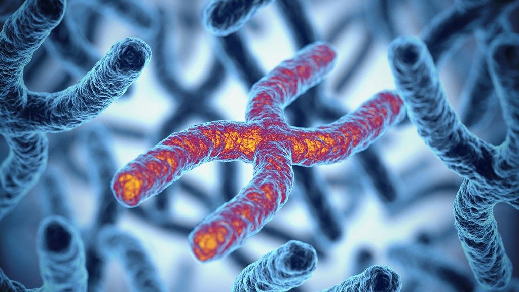 Close-up illustration of an X chromosome