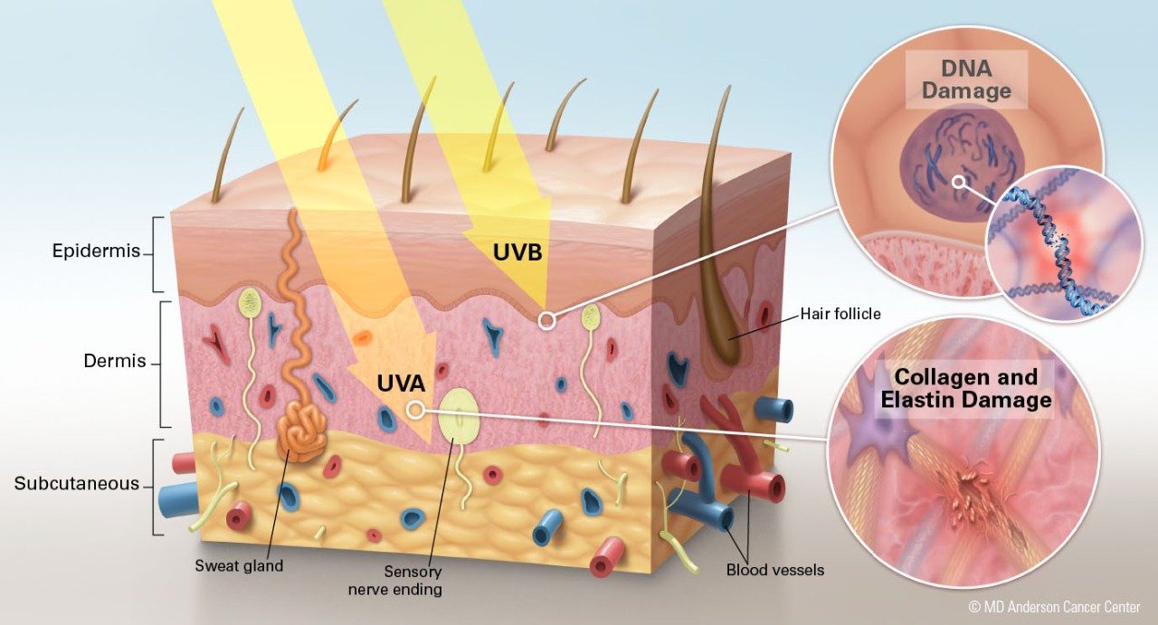 Illustration of dermal layers affected by UV light exposure by Jordan Pietz
