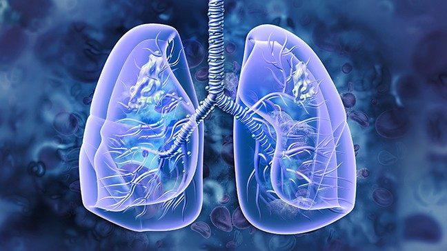 3D illustration of lungs