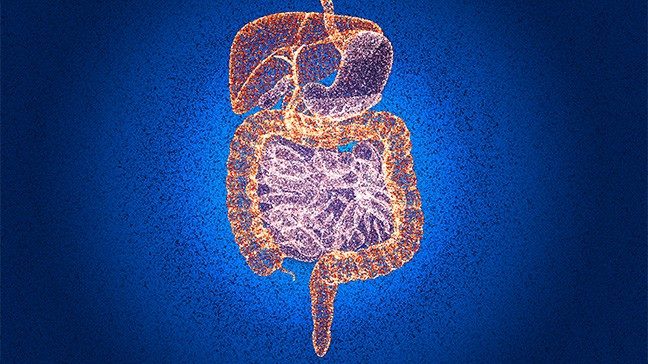 medical illustration of the human digestive system, including the small and large colon, stomach, pancreas and liver