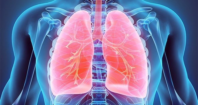 3D illustration of lungs and skeletal system