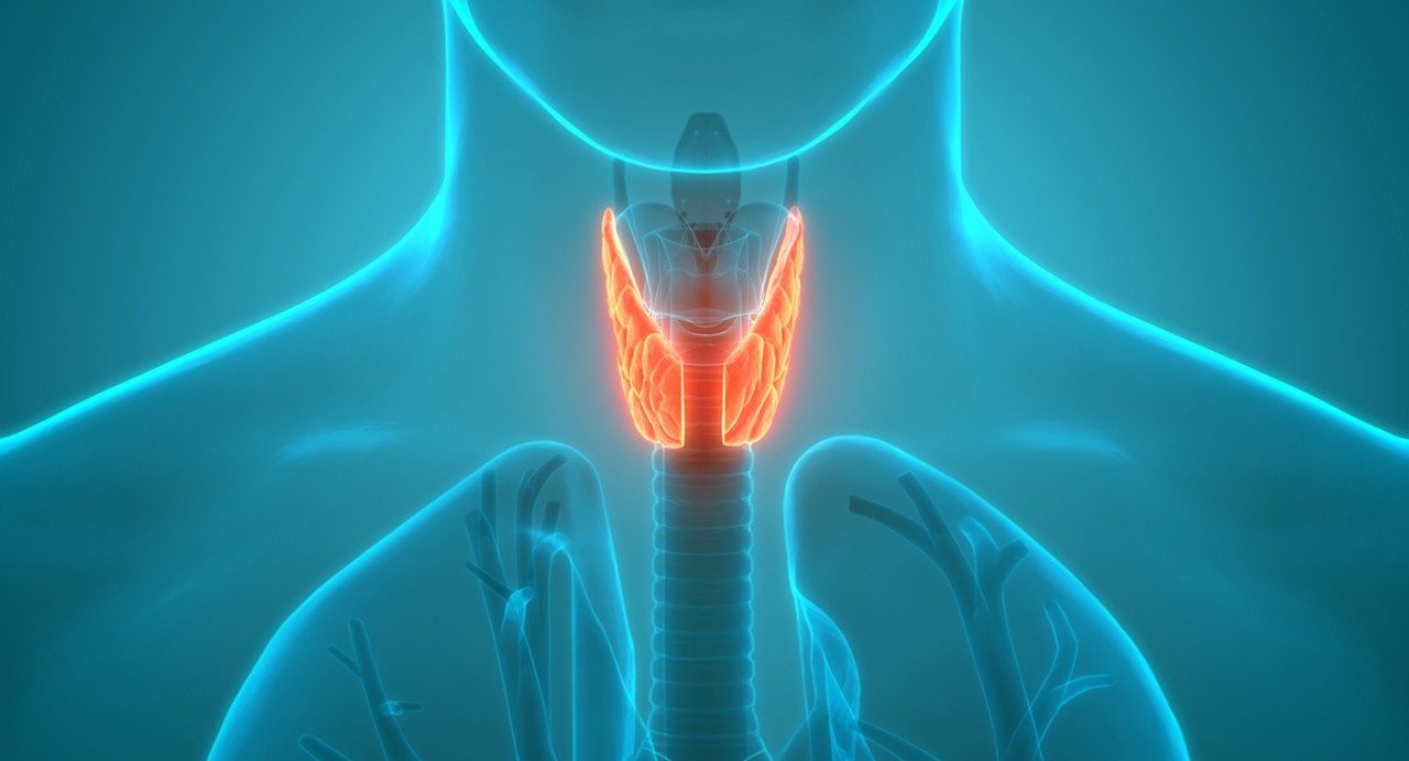 Illustration highlighting the thyroid, a butterfly-shaped gland at the base of the neck