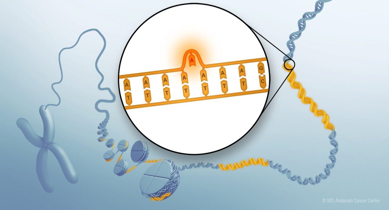 Figure showing how DNA is organized and microsatellites. Inset depicts DNA slippage in one of the microsatellites. 