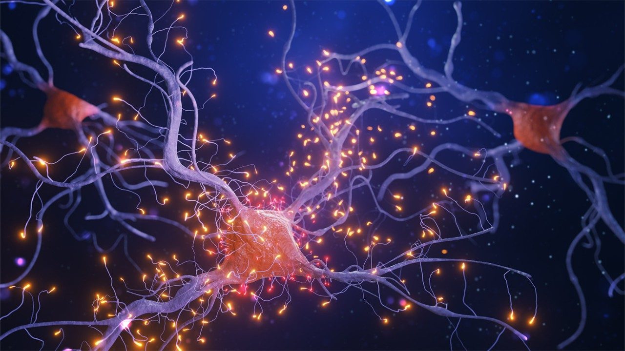 An illustration of neuron cells.