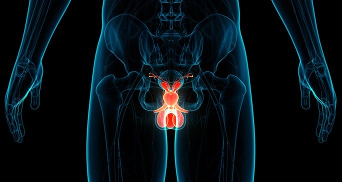 medical illustration of male genitalia with the testicles highlighted