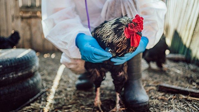 Person in white hazmat suit, blue gloves and black boots holds a rooster.