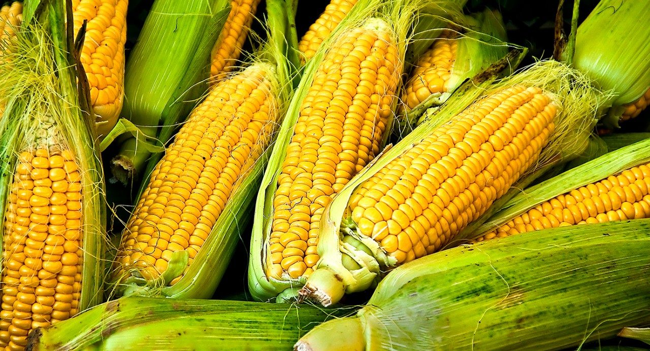 Several corn cobs
