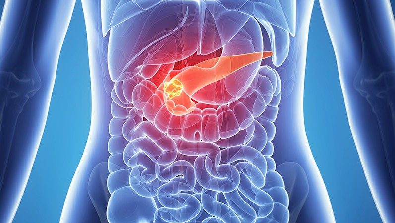 stomach, colon and pancreas illustration