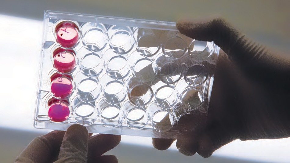 T cell research
