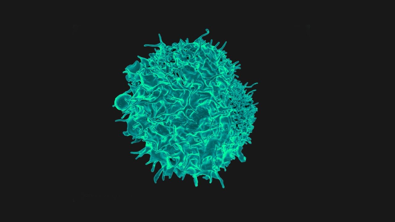 T lymphocyte