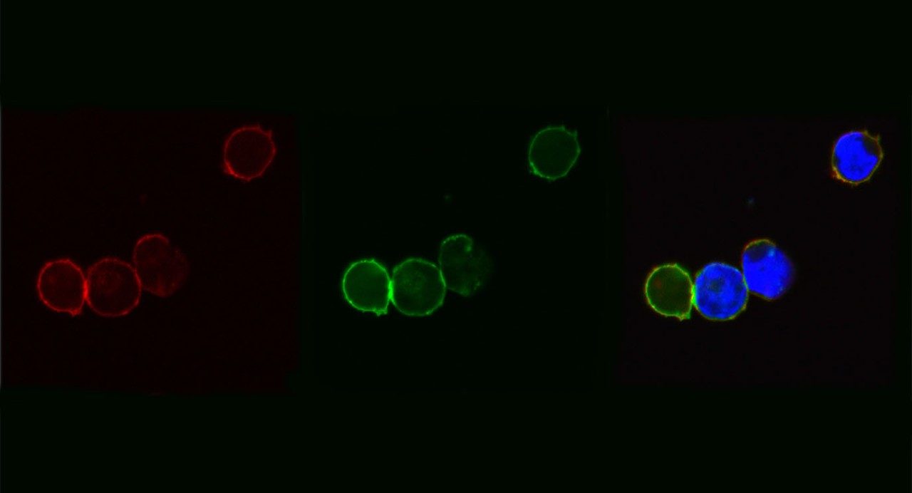 Visualization of the PR1 peptide target on the surface of AML cells. 