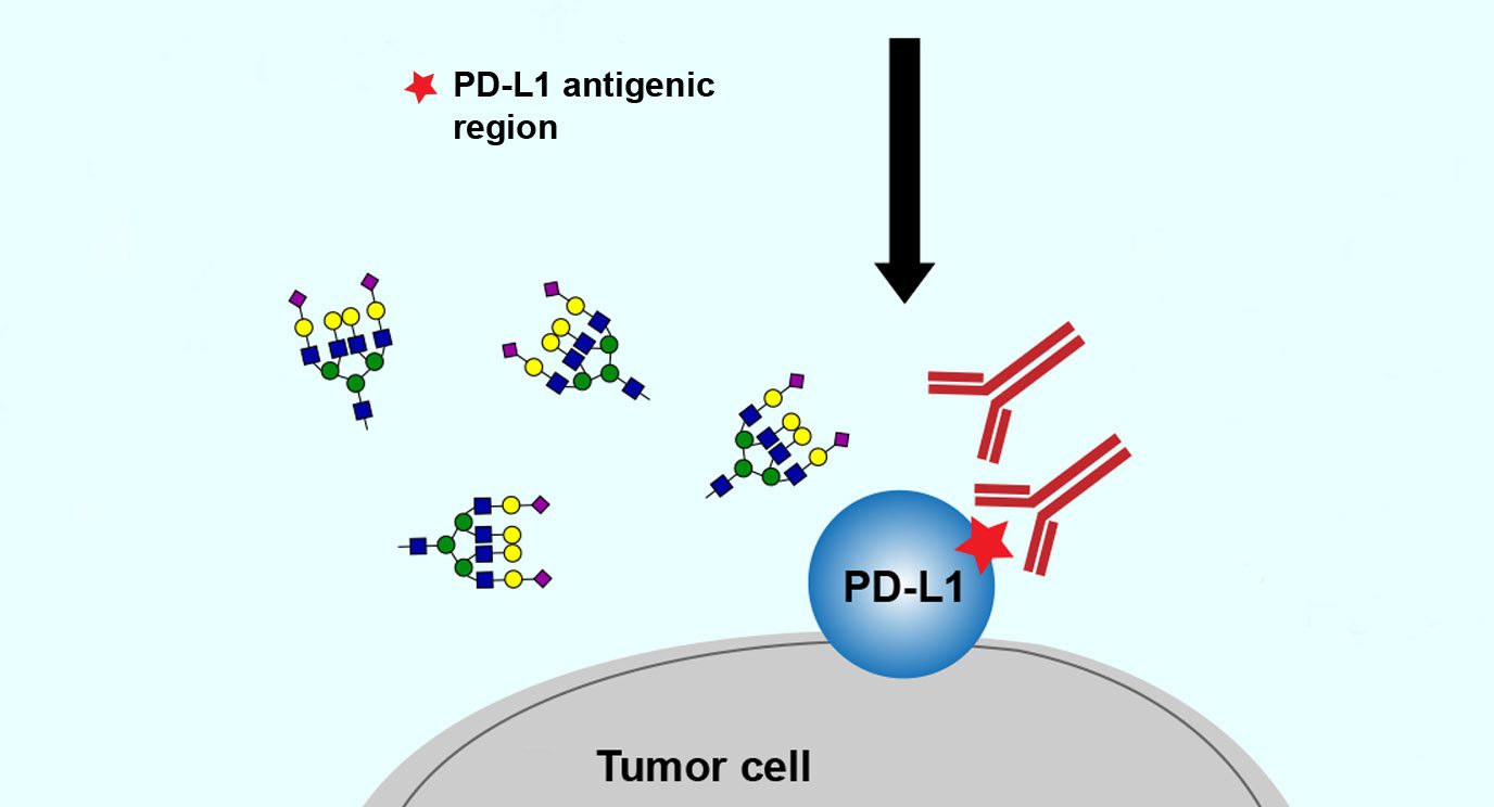 Glycans attach to the PD-L1 protein on tumors, making it hard to detect. MD Anderson researchers have found that purging glycans makes PD-L1 easier to find and accurately assess. Image courtesy of Cancer Cell.