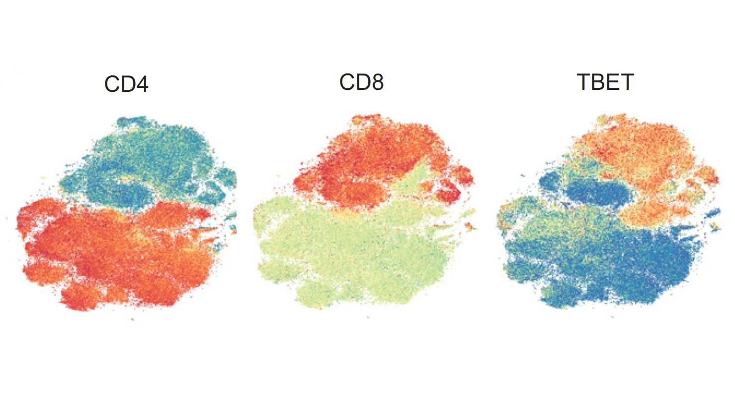 These t-distributed stochastic neighbor embedding (tSNE) plots reflect the grouping of similar T cells gathered from the blood of patients treated with immune checkpoint blockade. The overlaid colors show expression of important proteins – CD4, CD8 and TBET – as heat maps, with red representing high expression ranging to blue at low expression.