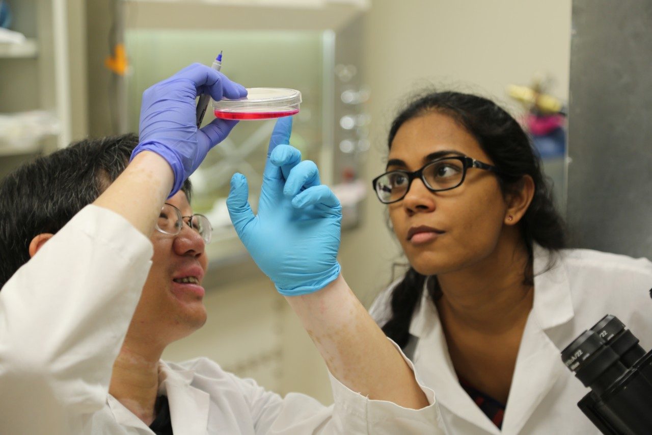 Dr. Donghang Cheng and Dr. Vidya Vemulapalli discussing cells.
