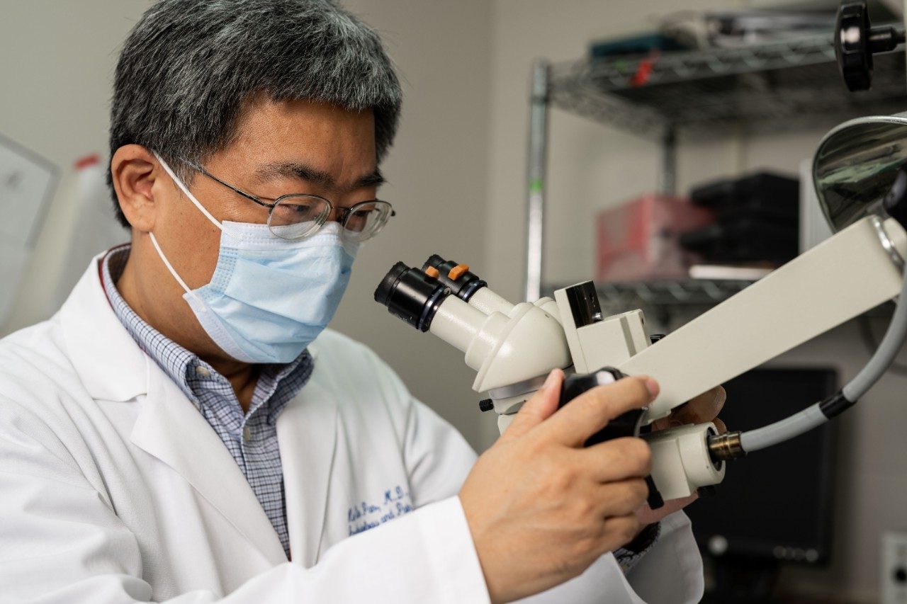 Hui-Lin Pan, M.D., Ph.D., looks into a microscope