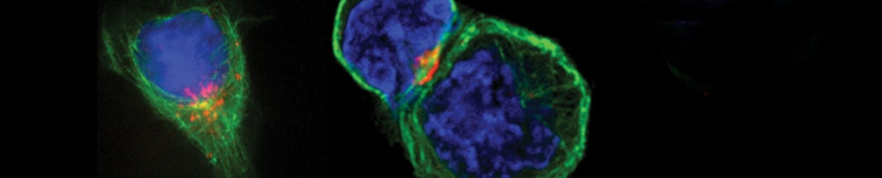 Immunotherapy research image