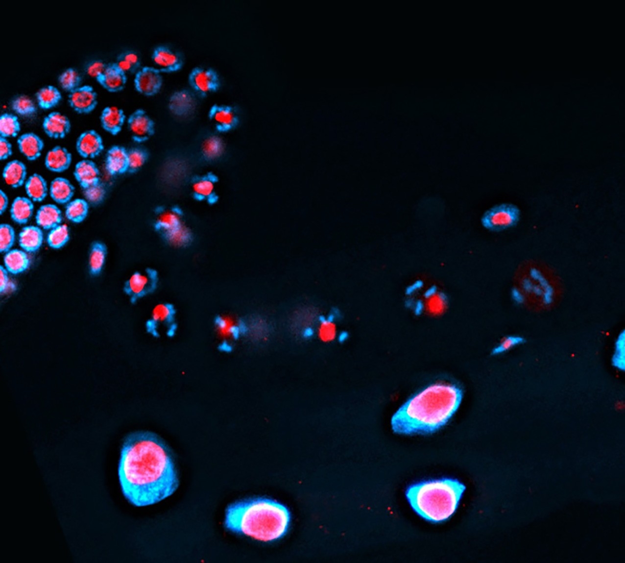Arur lab research image, germ cell development