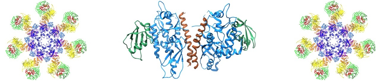 Image of apoptosome and ATG12–ATG5-ATG16L1 complex