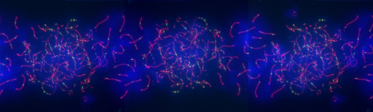 Image of pachytene chromosomes 