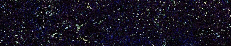 Hu Laboratory research image