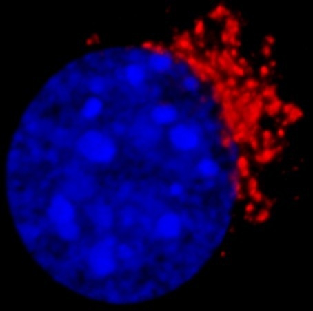 Kurie_Lab Image