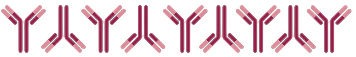 Cartoon image of antibody