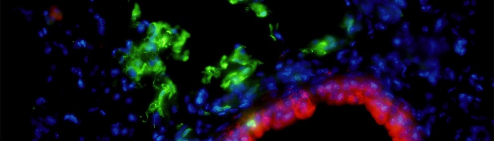 reisner lab image