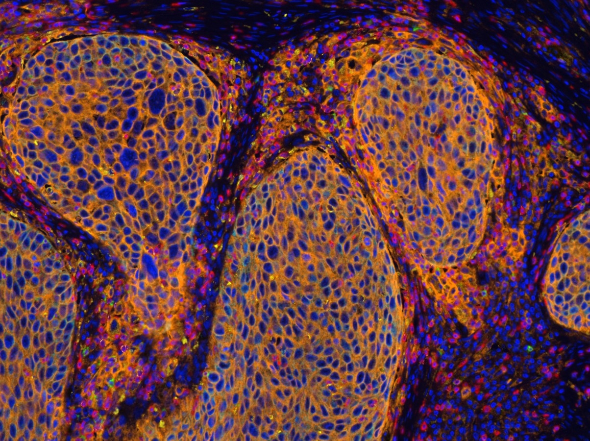 Zhang's Lab Image